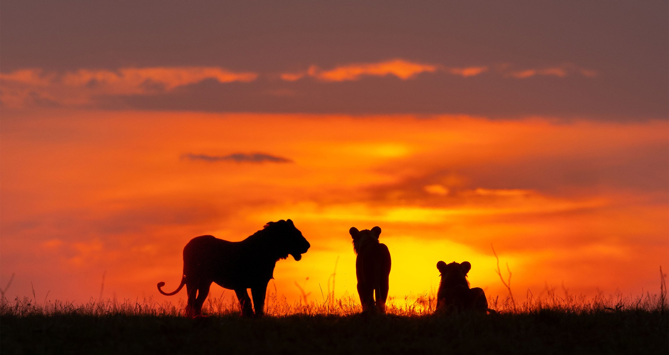 Drei Löwen stehen im Sonnenuntergang